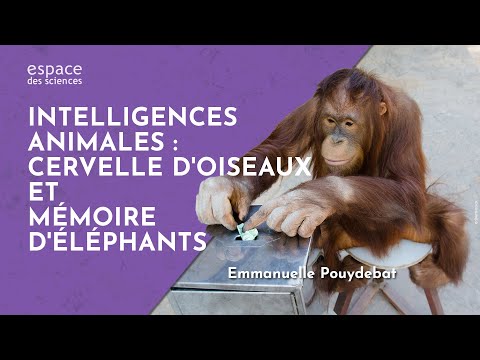 Vidéo: Intelligence Animale étonnante - Réseau Matador