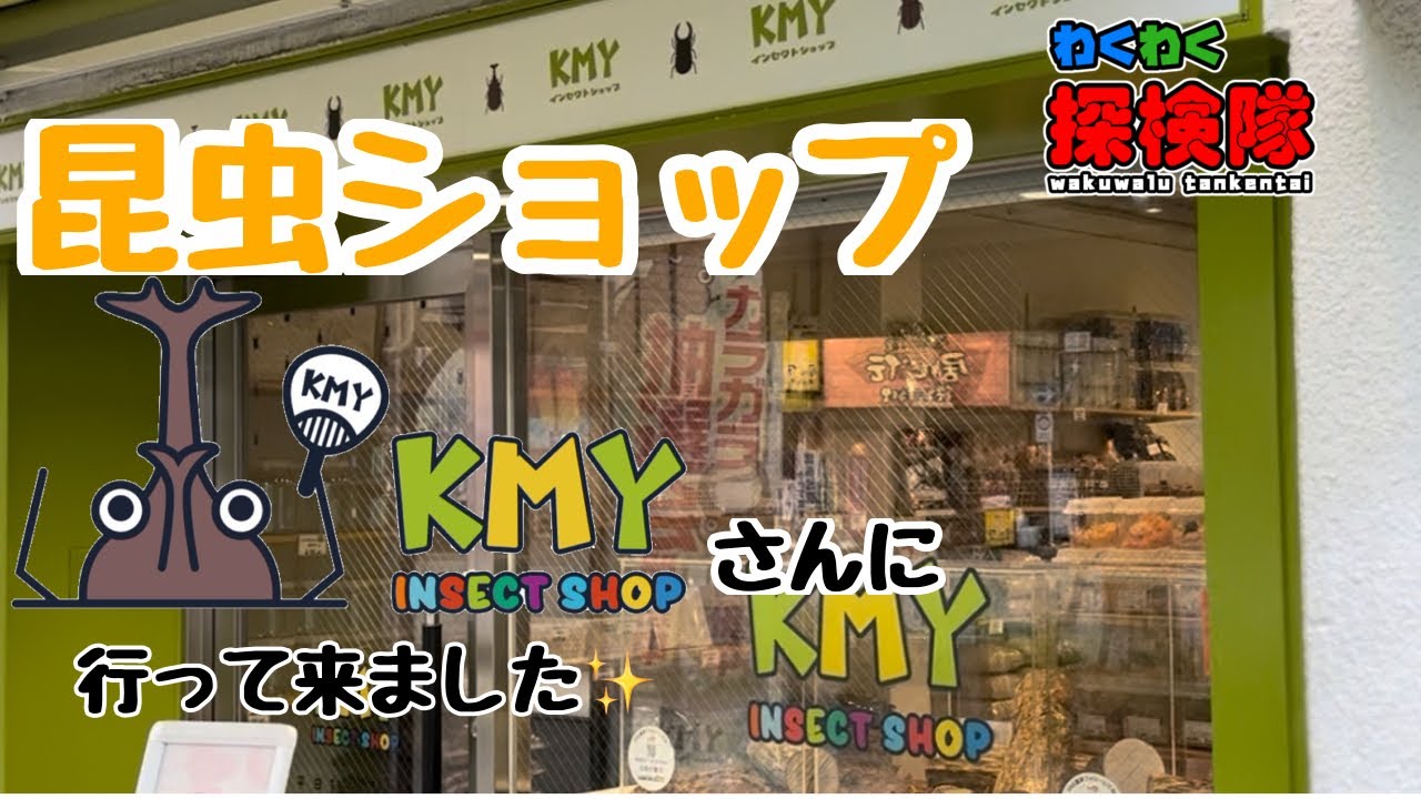 Japanese Insect. Shop INSECT SHOP KMYさんに行ってきました!#ペットショップ#昆虫ショップ#ヘラクレス#オオクワガタ#ヒラタクワガタ#昆虫採集#カブ ...