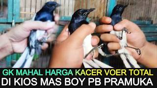Download Lagu 🟡 GK MAHAL KOK HARGA KACER VOER TOTAL DI KIOS MAS BOY PASAR BURUNG PRAMUKA HARI INI MP3