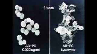 lysozyme