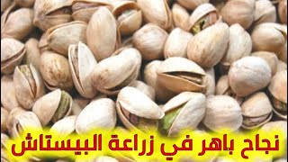 نجاح الفلاحين في زراعة الفستق الحلبي ( البيستاش ) بتيارت