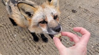 Foxes at SAVEAFOX get a mini egg 🥚