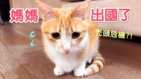 媽寶貓想媽想到禿頭了？一秒飛起迎接我｜傲嬌爸的養貓日常 - 天天要聞