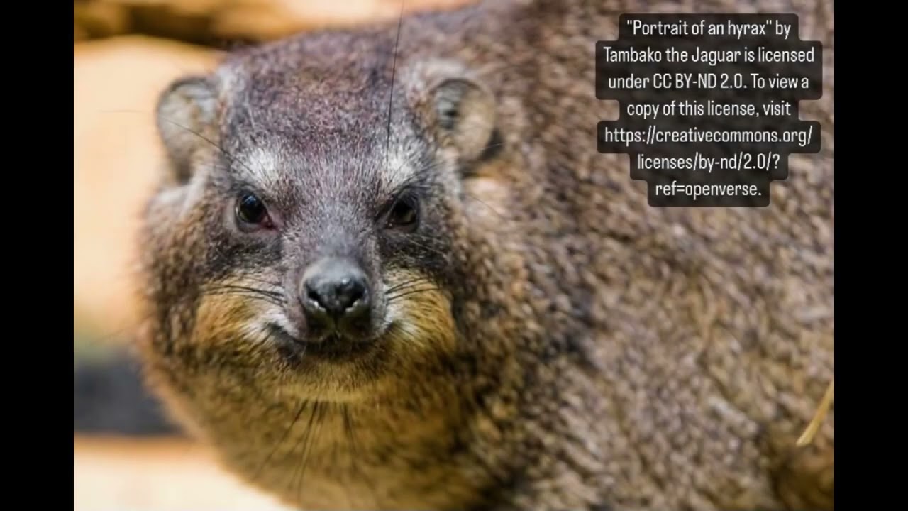 The Hyrax: By Ainsley Brown