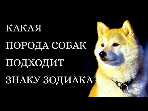 Какая порода собак подходит вашему знаку Зодиака.