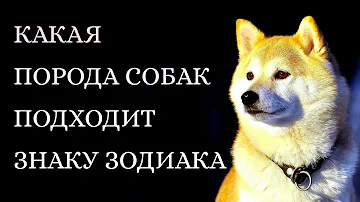 Какая порода собак подходит вашему знаку Зодиака.