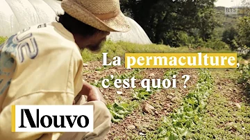 C'est quoi potager en permaculture ?