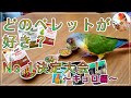 ★1番好きなペレットはどれ？ペレットNo.1決定大会～!！【ウロコインコ キョロ編】★ズプリーム キョーリン ラウディブッシュなど6種