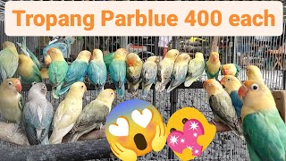 Vlog443 Daming Parblue Opaline Kay Boss DhonDhon😱🦜😱