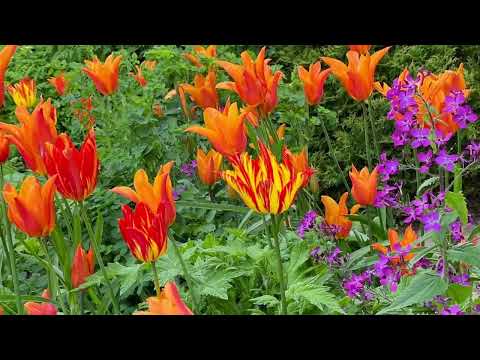 Great Dixter Garden Walkthrough - Spring 2023 [Orchard-High-Peacock]