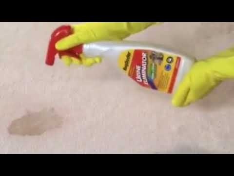 Rug Doctor Urine Eliminator Carpet Cleaning - YouTube