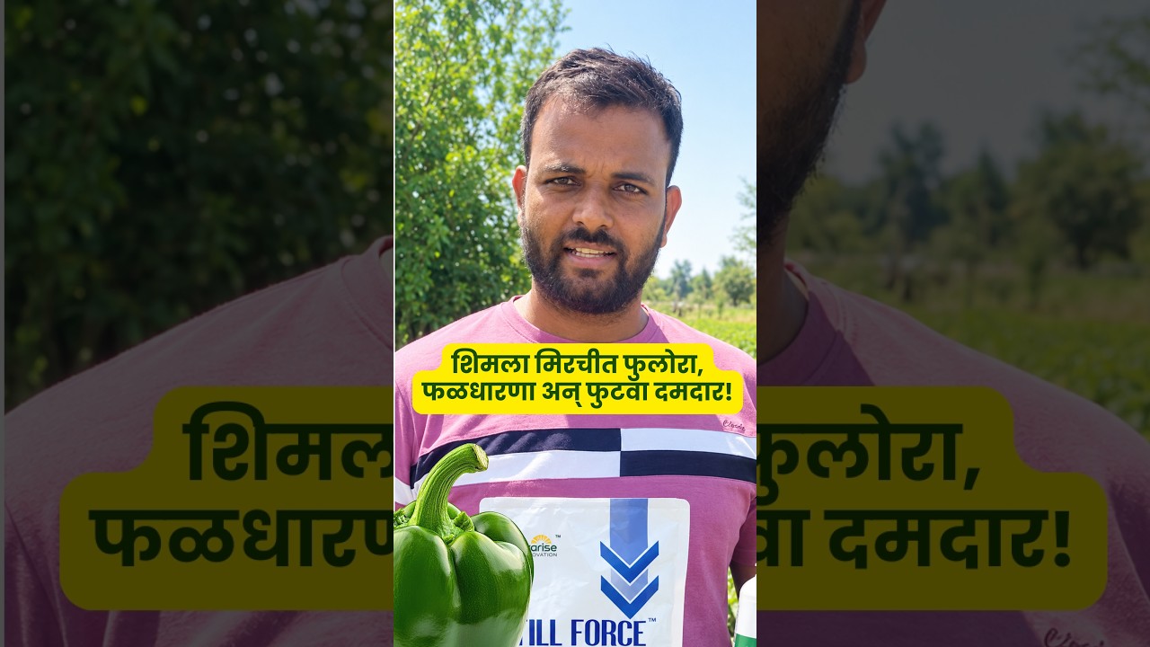 शिमला मिरचीमध्ये भरपूर फुलोरा, Setting आणि Side Branches @SylvariseInnovation