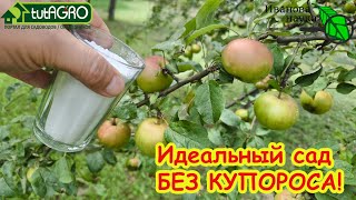 Мощная обработка сада БЕЗ КУПОРОСА от всех болезней и вредителей. Осенняя очистка сада от проблем.