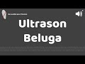 Ultrason contre pour beluga