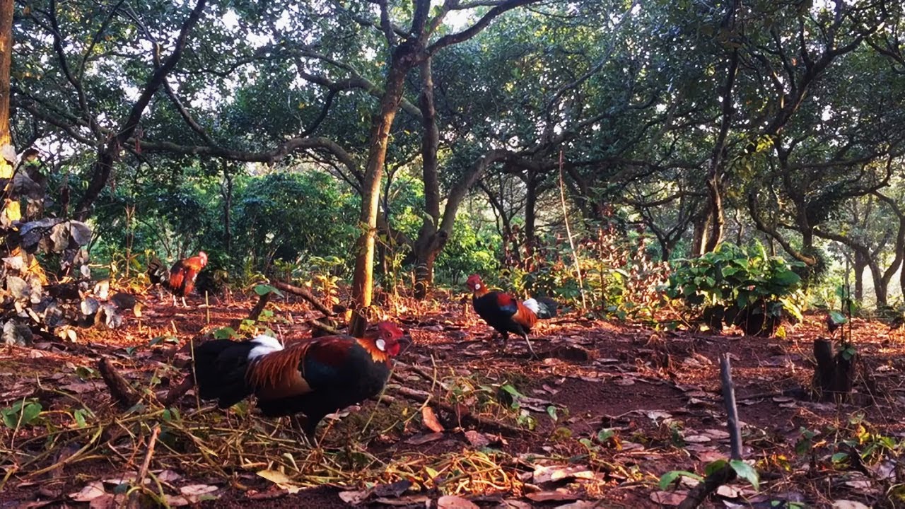 AYAM HUTAN MERAH CANTIK BERHASIL KENAK PIKAT DENGAN MUDAH 