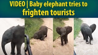 Adorable video of baby elephant trying to scare tourists go viral!