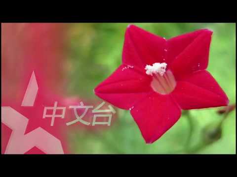 90年代卫视中文台台标考2018 精华版