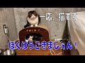 【親子猫】新しい遊びでうっかり猫らしく動いてしまったポコJ【スコティッシュフォールド】