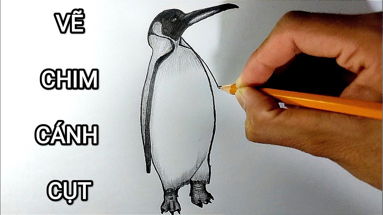 Vẽ Chim Cánh Cụt Bằng Bút Chì | How To Draw A Penguins - Youtube