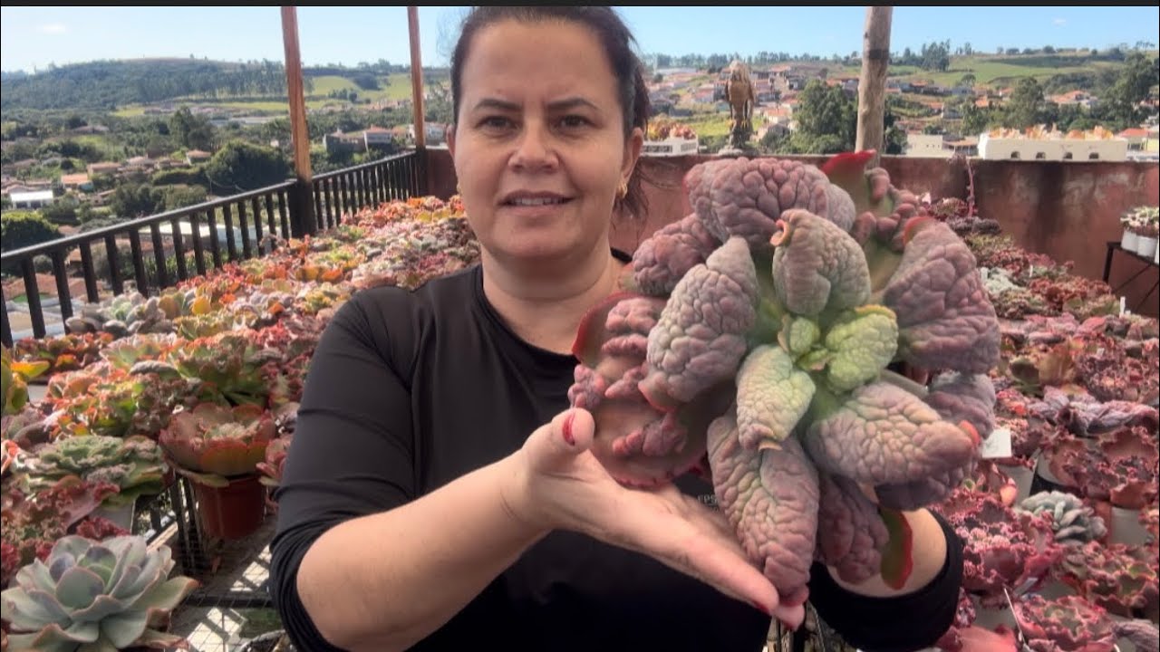 Minhas matrizes de Gibifloras,algumas já no seu auge de sua beleza!!Todas com identificação!!