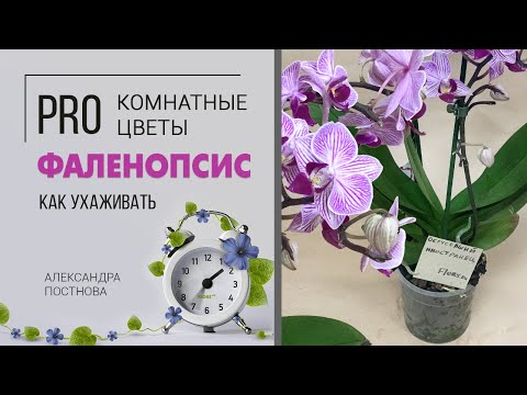 Орхидея | Фаленопсис - орхидея бабочка | Простой уход и лайфхаки. Неприхотливое цветущее растение