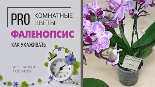 Орхидея | Фаленопсис - орхидея бабочка | Простой уход и лайфхаки. Неприхотливое цветущее растение