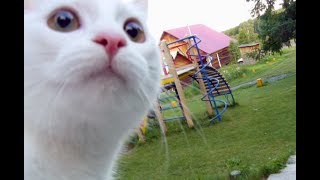 Снежка первые раз на прогулке. У кошки ШОК! Снежка первые раз на прогулке. У кошки ШОК!