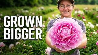 Information Sunflower Journeys 3005: Flowers & Farms - Bigger Peonies; KSU Soil Testing Lab; :Kate Johnson News