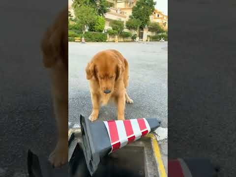 Smart Helpful Dog ๐