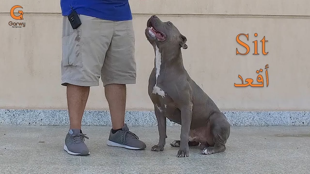 أمر الجلوس والثبات للكلاب -  أنا والعصابة