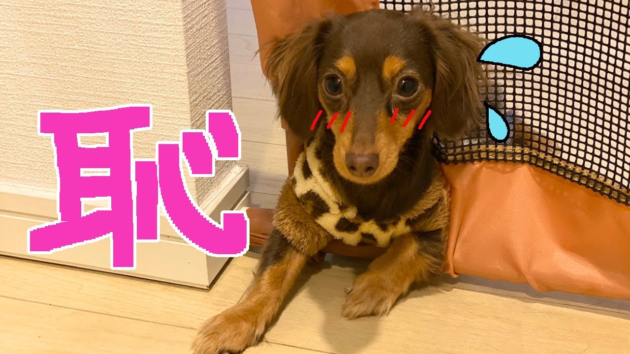 ドジすぎる犬が可愛いすぎる カニンヘンダックスチワワ Youtube ドジすぎる犬が可愛いすぎる カニンヘンダックスチワワ Youtube