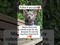 Maybe that's why nobody stops for me because I'm not the dog they dreamed of. #worldcup #dogrescue