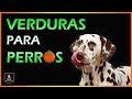 🥦 VERDURAS PARA PERROS | Las más NUTRITIVAS 🥕