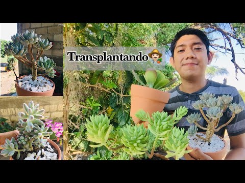 TRANSPLANTADO 4 NUEVAS