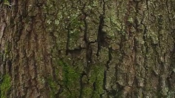 White-breasted Nuthatch foraging on tree trunk