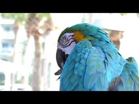 Videó: A gyerekbarát Sandestin Golf and Beach Resort Floridában