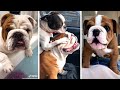 Cutest and funniest bulldogs compilation 