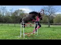 miniature horse jumping (chase me charlie)