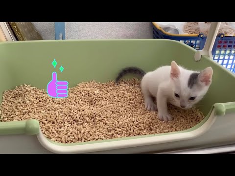 ฝึกลูกแมว1เดือนเข้าห้องน้ำครั้งแรก | Kitten train toilet