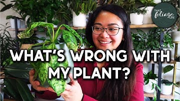 Top 20 Indoor Plant Questions and Answers