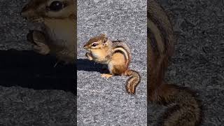 Chipmunk !!🐿️♥️