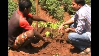 Papaya cultivation Odia PRAGATI Odisha