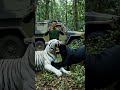 white tiger attack