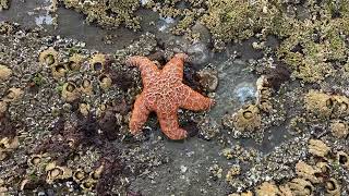The Coolest Thing About the Oregon Coast - Tide Pools at Low Tide -Cape Kiwanda Pacific City