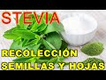 #STEVIA REBAUDIANA recolección semillas y secar hojas, no engorda, diabeticos - VIVIR EN EL CAMPO