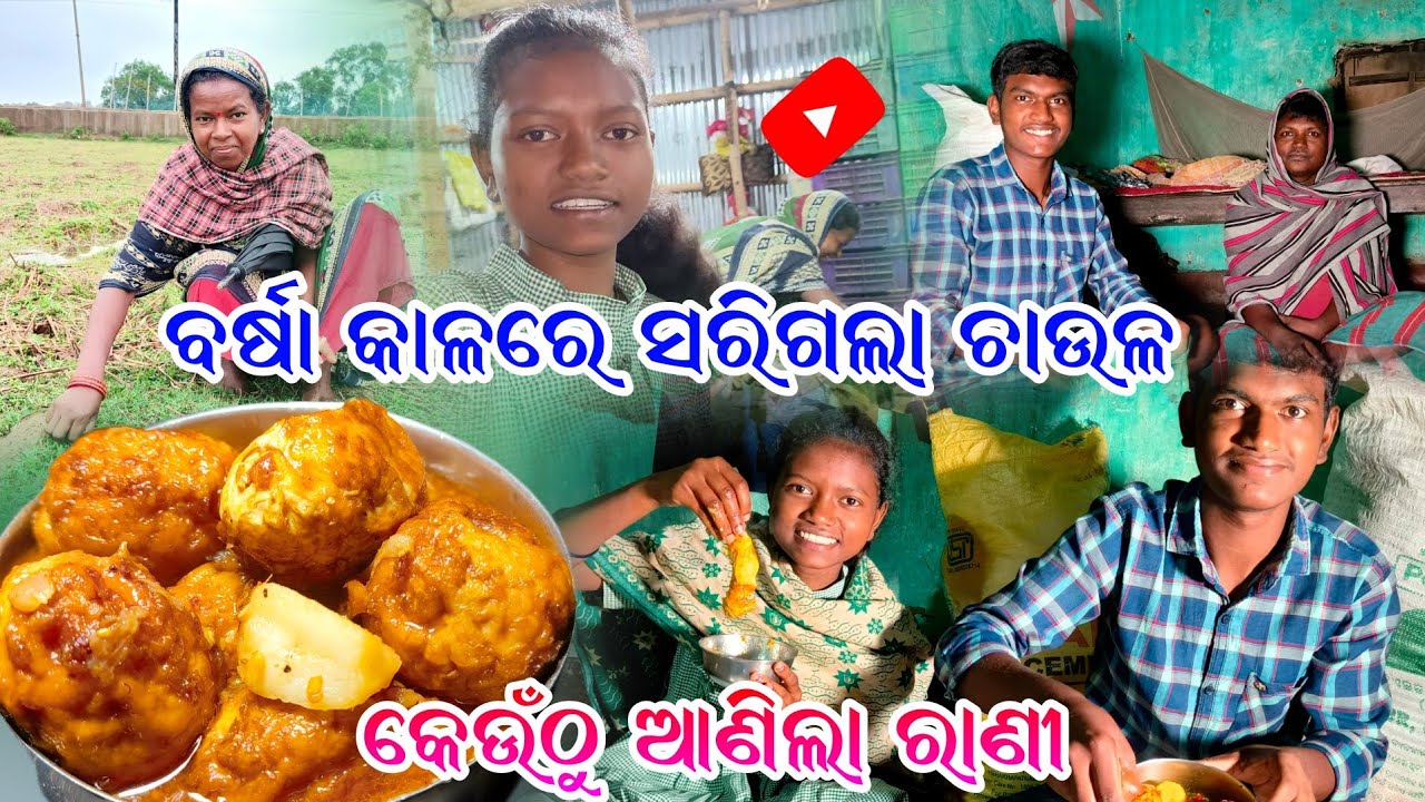 ବର୍ଷା କାଳରେ ସରିଗଲା ଚାଉଳ || କେଉଁଠୁ ଆଣିଲା ରାଣୀ || @tribevloggerrani9457