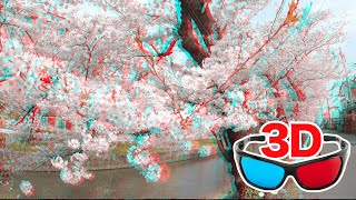[3D video] Cherry blossoms 3D video [ Short edition ] / for red-cyan anaglyph glasses