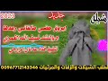شيله رازحي لحن جديد ابروق حضي مالفاني رعدها روعه ادءالمنشد ضيف الغمري حصري 2023 شيله رازحي لحن جديد ابروق حضي مالفاني رعدها روعه ادءالمنشد ضيف الغمري حصري 2023