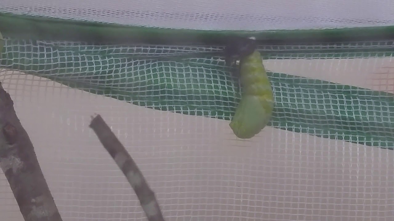 caterpillar stock price Monarch Caterpillar Turning Into a Chrysalis Part 2