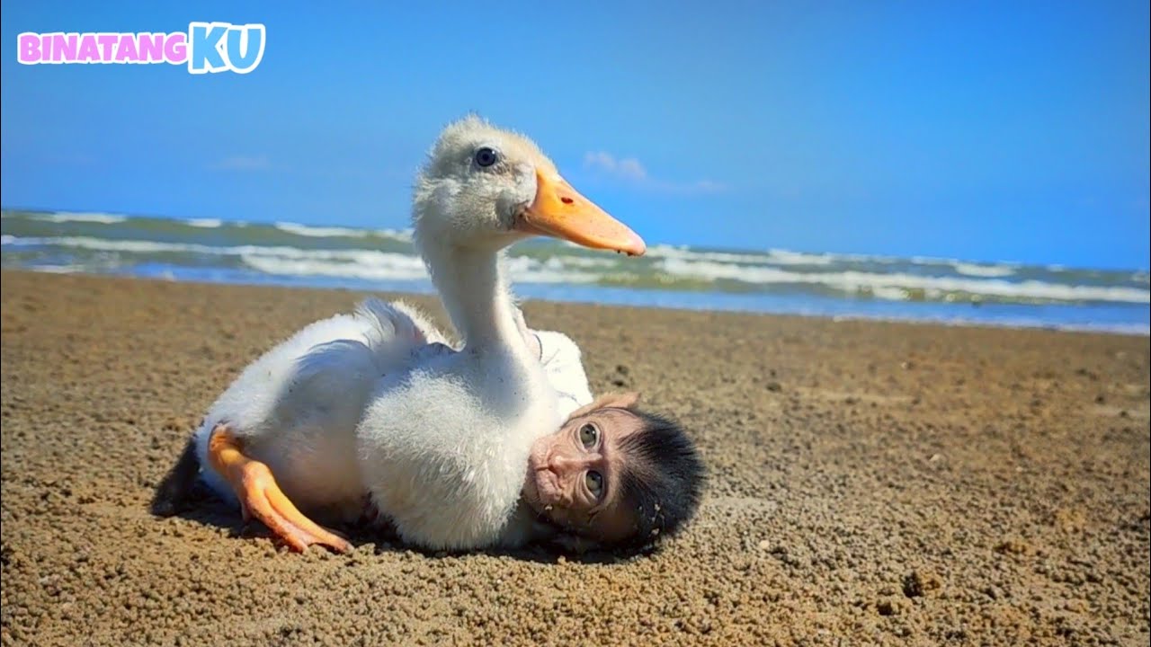 Monyet Viral dan Bebek Bermain di Pantai Sangat Lucu Monyet Viral dan Bebek Bermain di Pantai Sangat Lucu